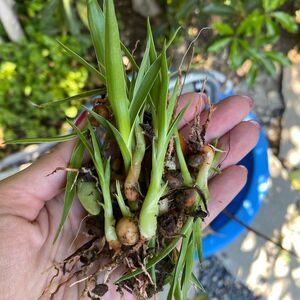Dragon’s Blood Seedlings 🌱 and Seeds